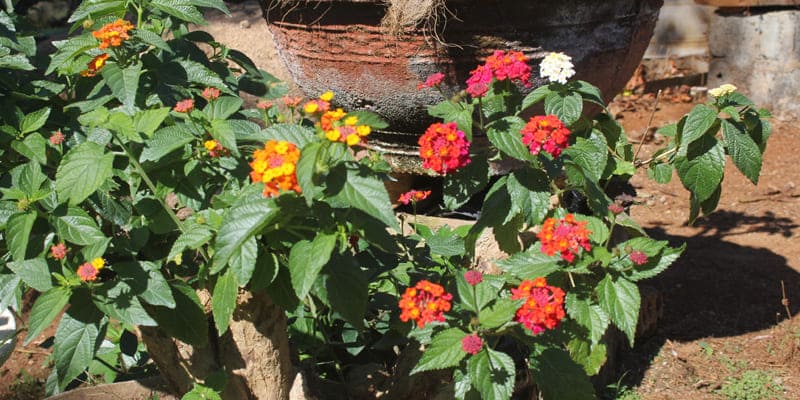 Cây ngũ sắc bonsai ấn tượng