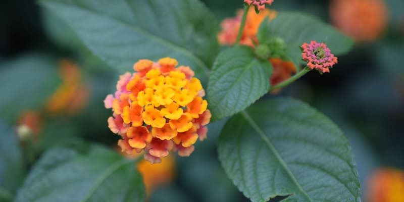 Cây ngũ sắc có nhiều giá trị trong phong thủy