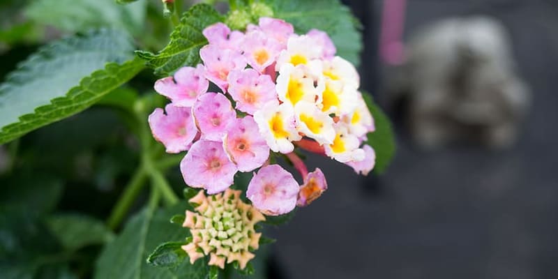 Cây ngũ sắc xuất hiện ở nhiều khu vực nước ta