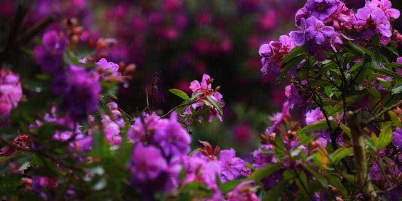 Cây sim thường nở hoa thành chùm