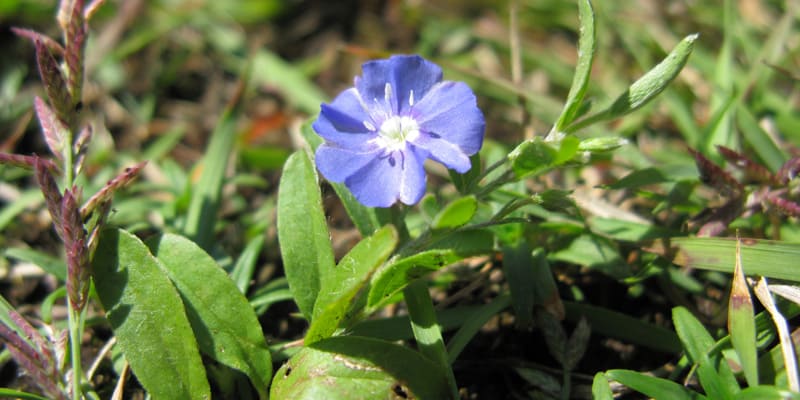 Cây thanh tú là giống hoa rất dễ trồng, dễ chăm