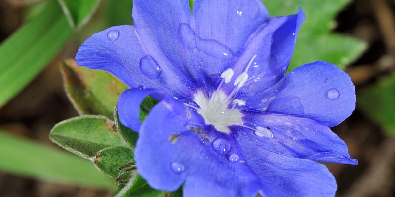 Cây thanh tú mang tới không gian yên bình