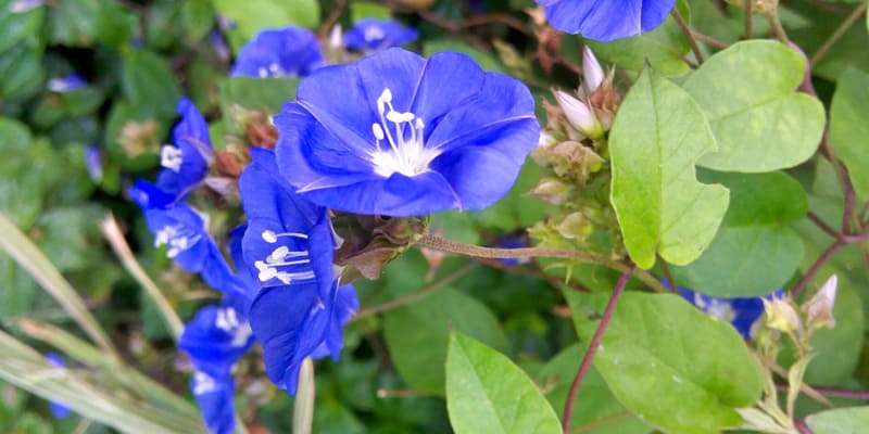 Cây thanh tú nở rộ rất ấn tượng