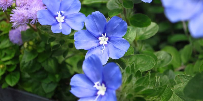 Cây thanh tú rất thích hợp làm món quà tân gia