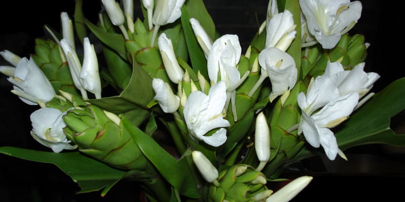 Chăm sóc hoa bạch yến không quá khó khăn