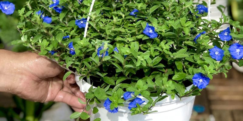 Chậu treo thanh tú đẹp mắt