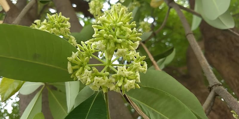 Chú ý ánh sáng khi trồng hoa sữa