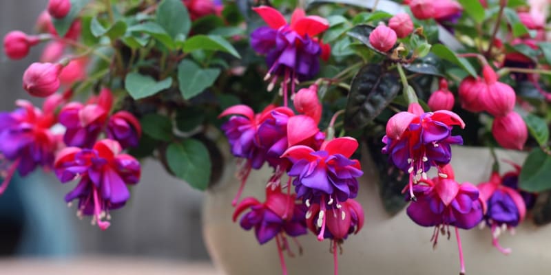 Chú ý liều lượng và cách thức bón hoa lồng đèn