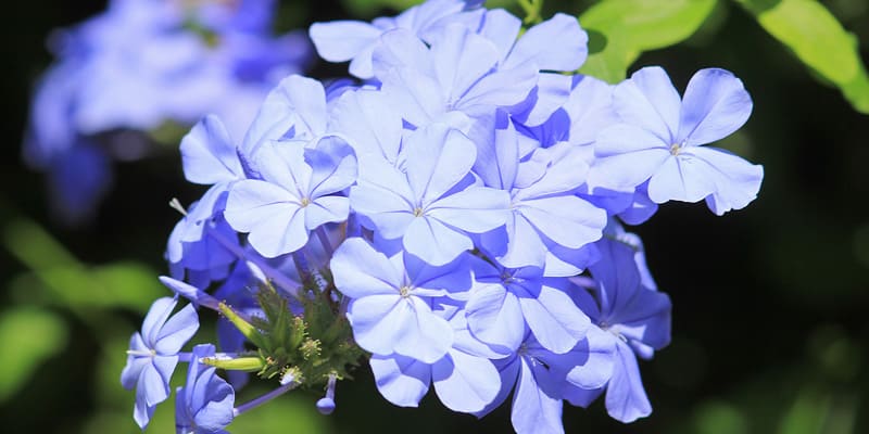 Chú ý tần suất tưới nước khi trồng hoa thanh xà bạch xà