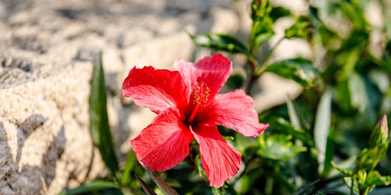 Chú ý tỉa lá khi trồng hoa dâm bụt