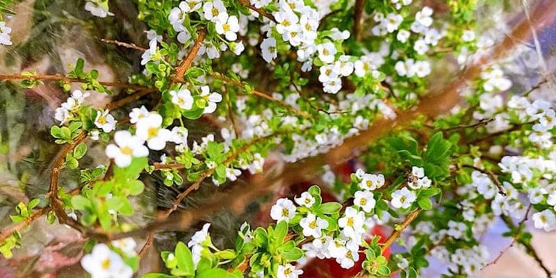 Chú ý tưới nước khi trồng hoa tuyết mai