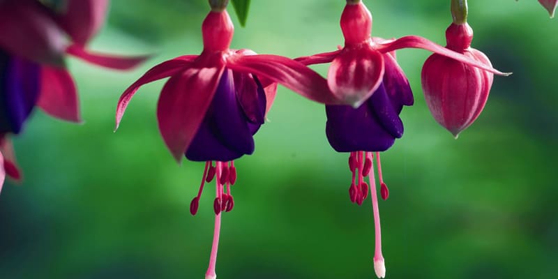 Chuẩn bị đầy đủ trước khi trồng hoa lồng đèn