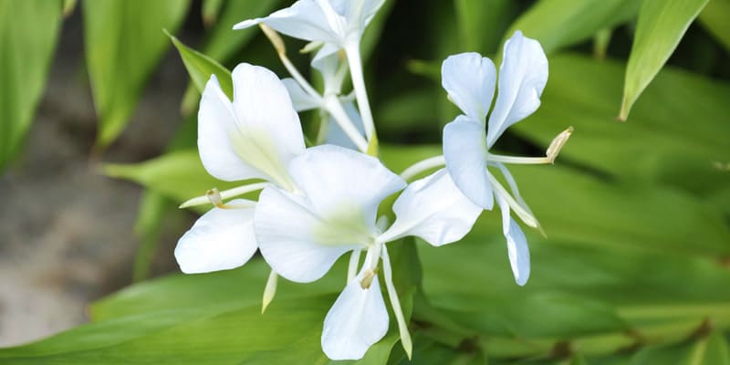 Có nhiều bài thuốc hữu hiệu từ hoa bạch yến