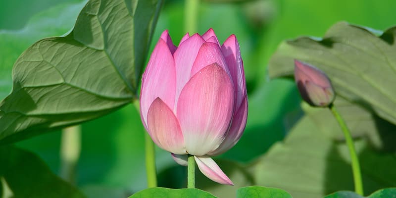 Có thể trồng hoa sen bằng hạt hoặc bằng củ dễ dàng