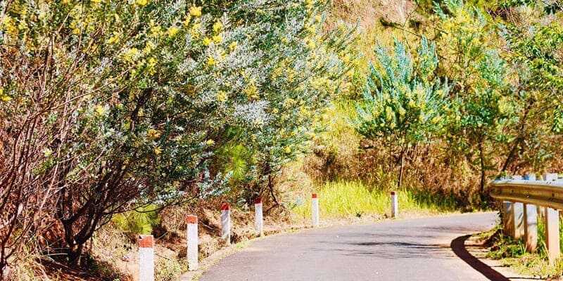 Con đường Mimosa Đà Lạt