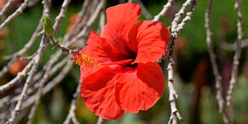 Công dụng của hoa dâm bụt rất đa dạng