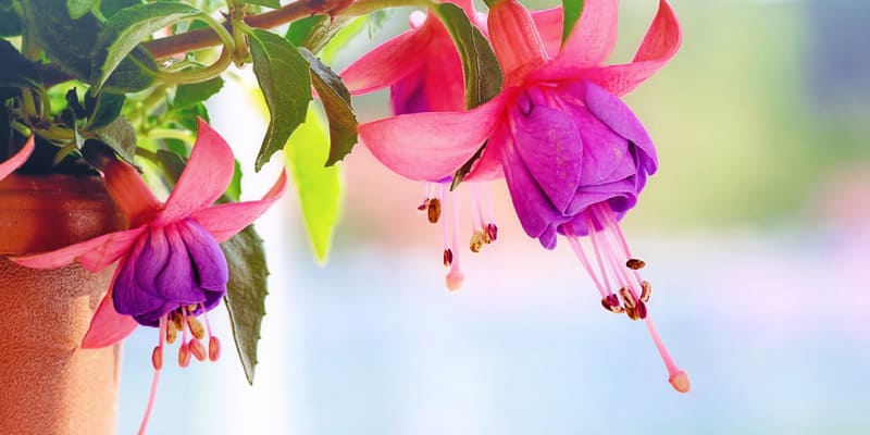 Công dụng y học đặc biệt của hoa lồng đèn