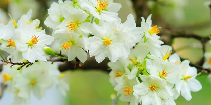 Đỗ quyên trắng ngọt ngào, thuần khiết