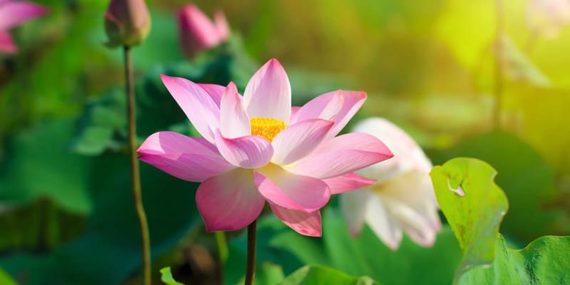 Đóa liên hoa ấn tượng, đẹp mắt