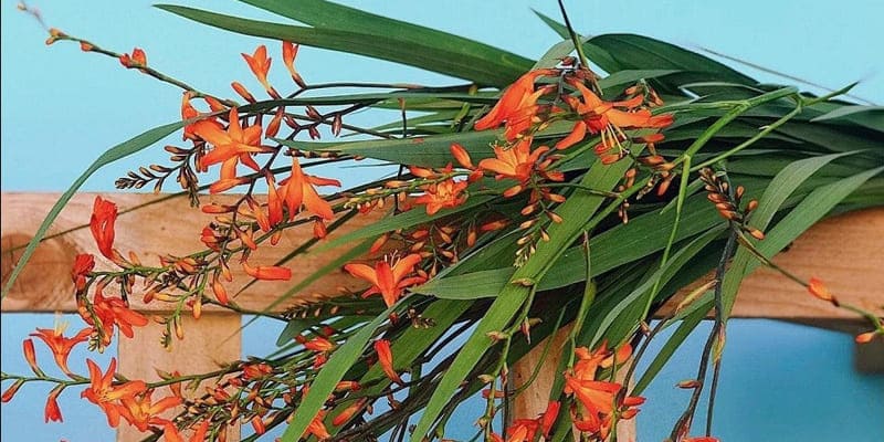 Dơn lúa là giống hoa đẹp mắt