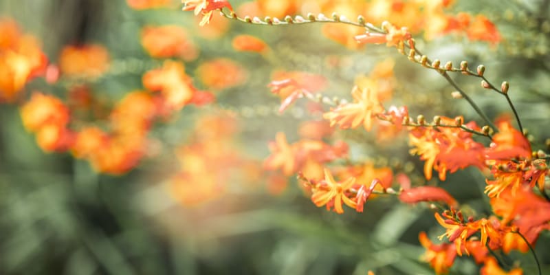 Dơn lúa tạo điểm nhấn thu hút và ấn tượng