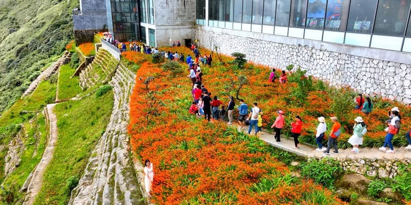 Dơn lúa trồng tô điểm cho cảnh quan