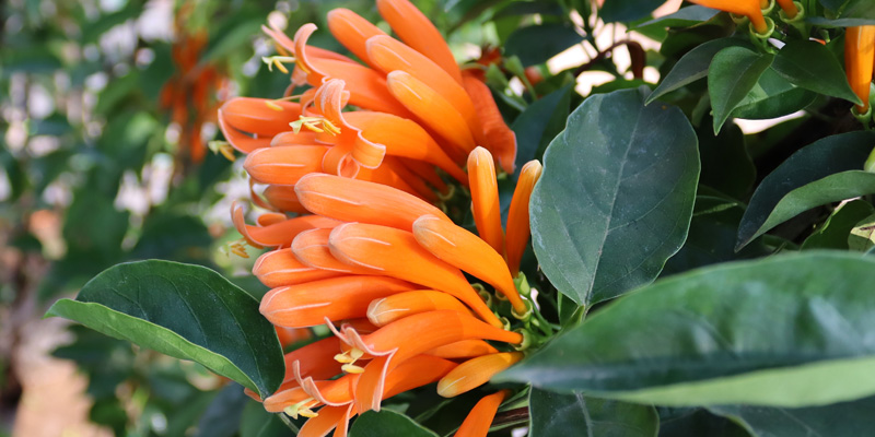 Giống hoa chùm ớt được bán tại nhiều nơi