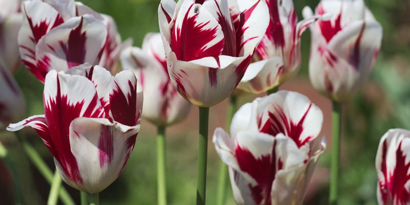 Giống hoa đẹp mắt, ấn tượng cho trang trí