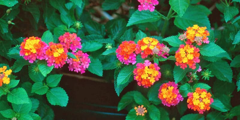 Giống hoa ngũ sắc Thái ấn tượng, độc đáo