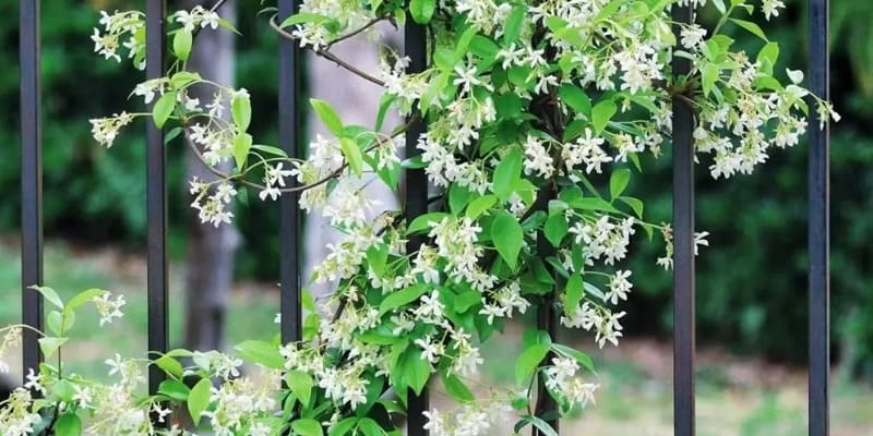 Giống hoa nhài leo đẹp mắt