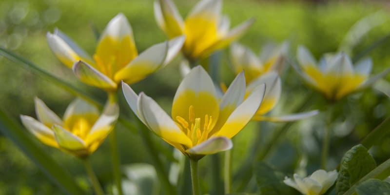 Giống hoa Tulip Kaufmanniana ấn tượng
