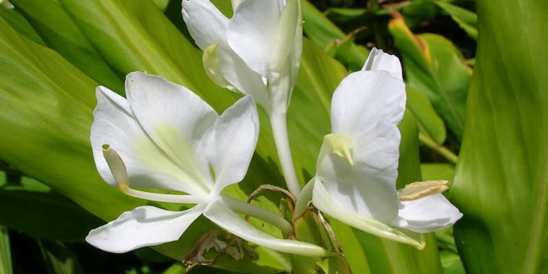 Hoa bạch yến là giống hoa có vẻ đẹp nhẹ nhàng