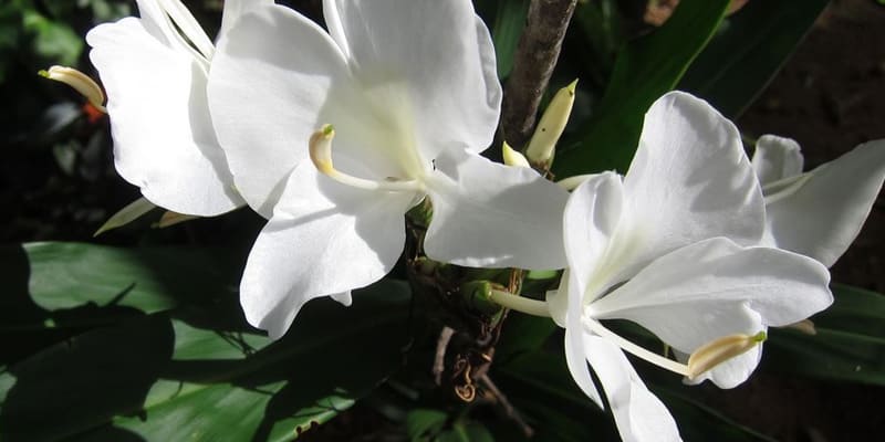 Hoa bạch yến thể hiện tình yêu ngọt ngào