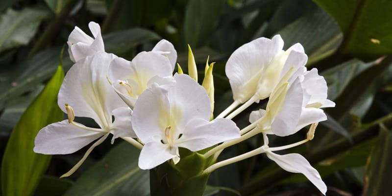 Hoa bạch yến xuất hiện rất nhiều trong thơ ca