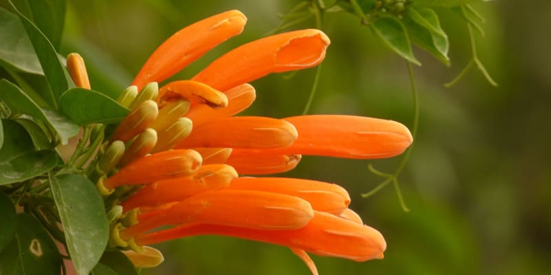 Hoa chùm ớt là giống hoa có màu vàng cam độc đáo