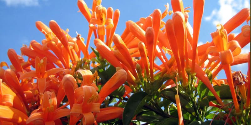 Hoa chùm ớt mang tới may mắn