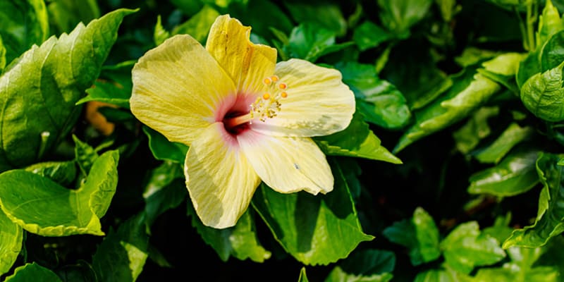 Hoa dâm bụt có nhiều giống hoa khác nhau