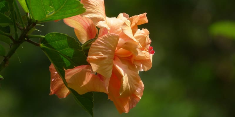 Hoa dâm bụt có nhiều màu sắc đa dạng