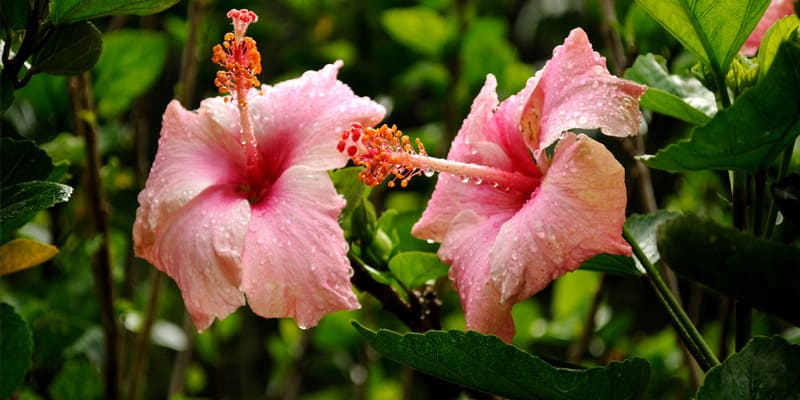 Hoa dâm bụt được dùng làm quà tặng ở nhiều nơi trên thế giới