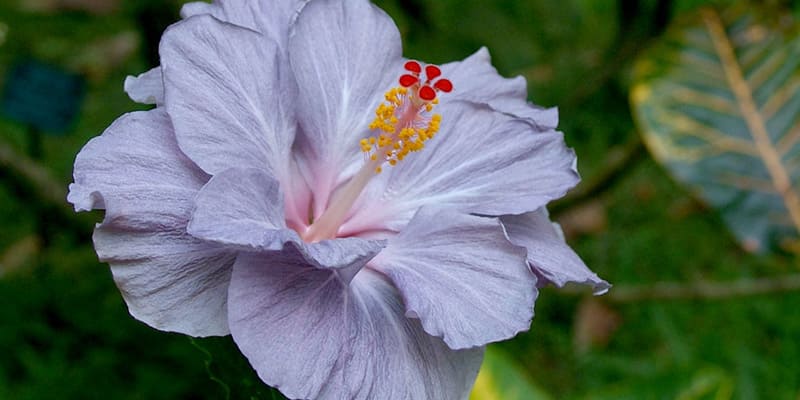 Hoa dâm bụt gieo bằng hạt rất dễ dàng