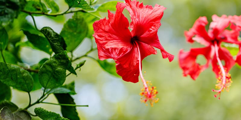 Hoa dâm bụt là giống hoa được trồng phổ biến ở nước ta