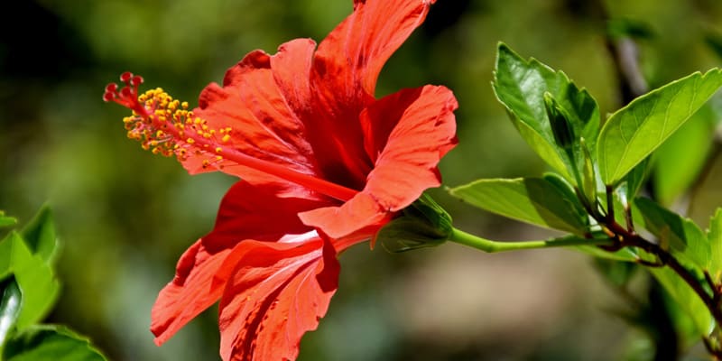 Hoa dâm bụt xuất hiện nhiều trong nghệ thuật