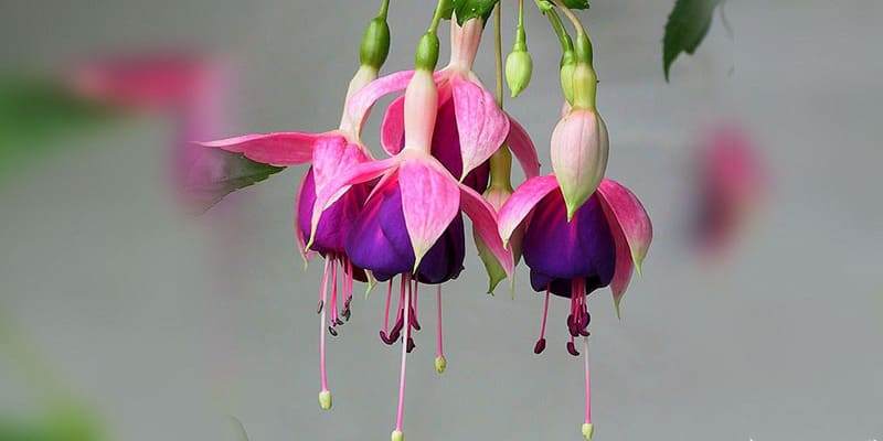 Hoa đèn lồng có hình hoa độc đáo