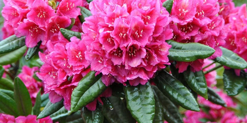 Hoa đỗ quyên là giống cây được trồng nhiều ở nước ta