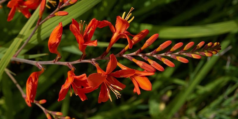 Hoa dơn lúa có nhiều ý nghĩa