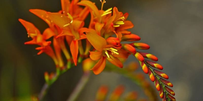 Hoa dơn lúa là giống hoa đẹp mắt nguồn gốc từ Hy Lạp