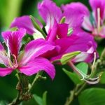 Hoa dương tử kinh