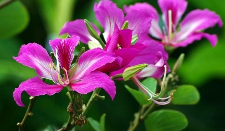 Hoa dương tử kinh