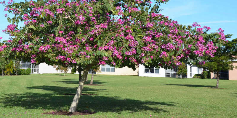 Hoa dương tử kinh cây to, tán rộng