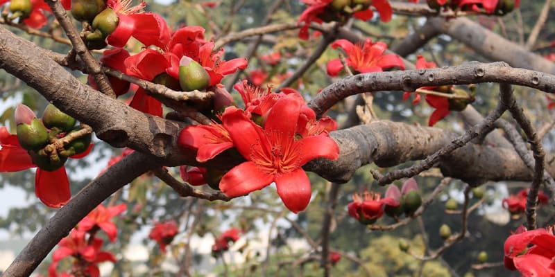 Hoa gạo có 5 cánh hoa to, nở rộ đẹp mắt